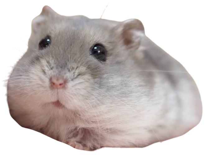 hamster